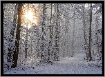 Zima, Drzewa, Las, Śnieg, Mgła, Słońce