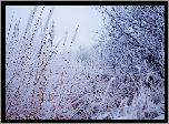 Zima, Śnieg