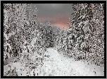 Zima, Droga, Śnieg, Drzewa