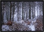 Zima, Las, Drzewa, Śnieg, Mgła