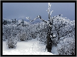 Zima, Las, Śnieg, Drzewa