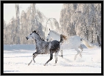 Zima, Las, Śnieg, Konie