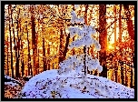 Zima, Las, Śnieg, Słońce