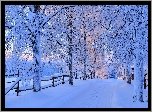 Zima, Droga, Ośnieżone, Drzewa, Śnieg, Ogrodzenie
