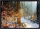 Zima, Jesień, Drzewa, Śnieg, Żółte, Liście