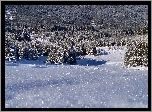 Zima, Las, Ośnieżona, Polana