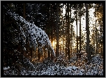 Zima, Las, Ośnieżone, Drzewa