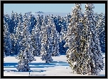 Zima, Las, Ośnieżone, Drzewa