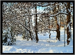 Zima, Śnieg, Park, Ośnieżone, Drzewa