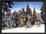 Zima, Las, Słońce, Ośnieżone, Drzewa