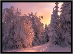 Zima, Śnieg, Zachód słońca, Ośnieżone, Drzewa