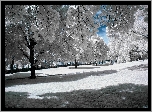 Zima, Park, Oszronione, Drzewa