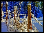 Zima, Las, Płot, Śnieg