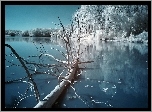 Zima, Jezioro, Powalone, Drzewo