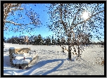 Zima, Park, Ławka, Drzewa, Promienie, Słońca