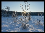 Zima, Drzewa, Rośliny, Śnieg, Promienie słońca