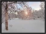 Zima, Drzewa, Brzozy, Śnieg, Przebijające światło