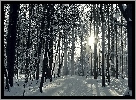 Zima, Las, Droga, Przebijające, Światło