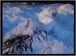 Zima, Śnieg, Uschnięta, Roślina