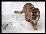 Zima, Puma, W Śniegu