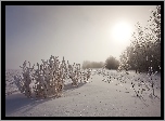 Zima, Przebijające, Światło, Szuwary