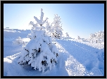 Zima, Ośnieżone, Drzewa, Śnieg, Wschód słońca