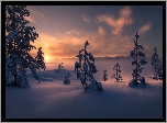 Zima, Ośnieżone Drzewa, Wschód słońca