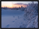 Zima, Drzewa, Krzewy, Śnieg, Wschód słońca
