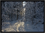 Zima, Śnieg, Las, Drzewa, Wydeptana, Ścieżka