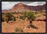 Góry, Skały, Park Narodowy Capitol Reef, Drzewa, Utah, Stany Zjednoczone