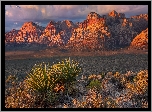 Red Rock Canyon, Góry, Czerwone, Skały, Rośliny, Nevada, Stany Zjednoczone