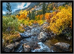 Rzeka, Bishop Creek, Jesień, Drzewa, Krzewy, Góry, Kalifornia, Stany Zjednoczone