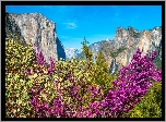 Park Narodowy Yosemite, Góry, Drzewa, Krzewy, Stan Kalifornia, Stany Zjednoczone