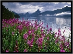 Stany Zjednoczone, Alaska, Fiord Kenai, Polne, Kwiaty, Wierzbówka kiprzyca, Góry