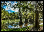 Jezioro Caddo Lake, Las, Drzewa, Stan Teksas, Stany Zjednoczone