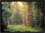 Sekwoje, Drzewa, Las, Park Narodowy Sekwoi, Stan Kalifornia, Stany Zjednoczone