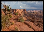 Kanion, Park Narodowy Canyonlands, Rośliny, Stan Utah, Stany Zjednoczone