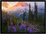 Stratowulkan Mount Rainier, Góry, Park Narodowy Mount Rainier, Drzewa, Łąka, Łubin, Kwiaty, Chmury, Stan Waszyngton, Stany Zjednoczone