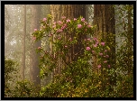 Park Narodowy Redwood, Różanecznik, Las, Drzewa, Kalifornia, Stany Zjednoczone