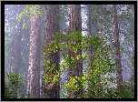 Park Narodowy Redwood, Las, Drzewa, Różanecznik, Kalifornia, Stany Zjednoczone