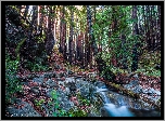 Las, Drzewa, Park Narodowy Redwood, Drzewa, Strumień, Kalifornia, Stany Zjednoczone
