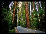 Stany Zjednoczone, Kalifornia, Las, Droga, Park Narodowy Redwood
