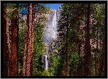 Park Narodowy Yosemite, Wodospad Upper Yosemite, Drzewa, Kalifornia, Stany Zjednoczone