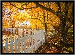 Jesień, Drzewa, Ogrodzenie, Shaker Village, Canterbury, New Hampshire, Stany Zjednoczone