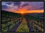 Plantacja, Winogron, Zachód słońca, Chmury, Livermore, Kalifornia, Stany Zjednoczone