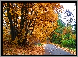 Złota, Jesień, Alejka, Park