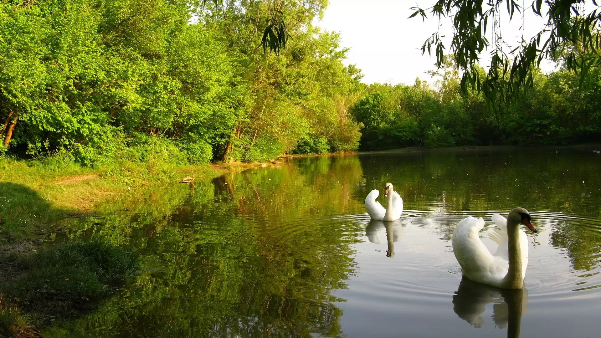 Jezioro, Łabędzie, Drzewa