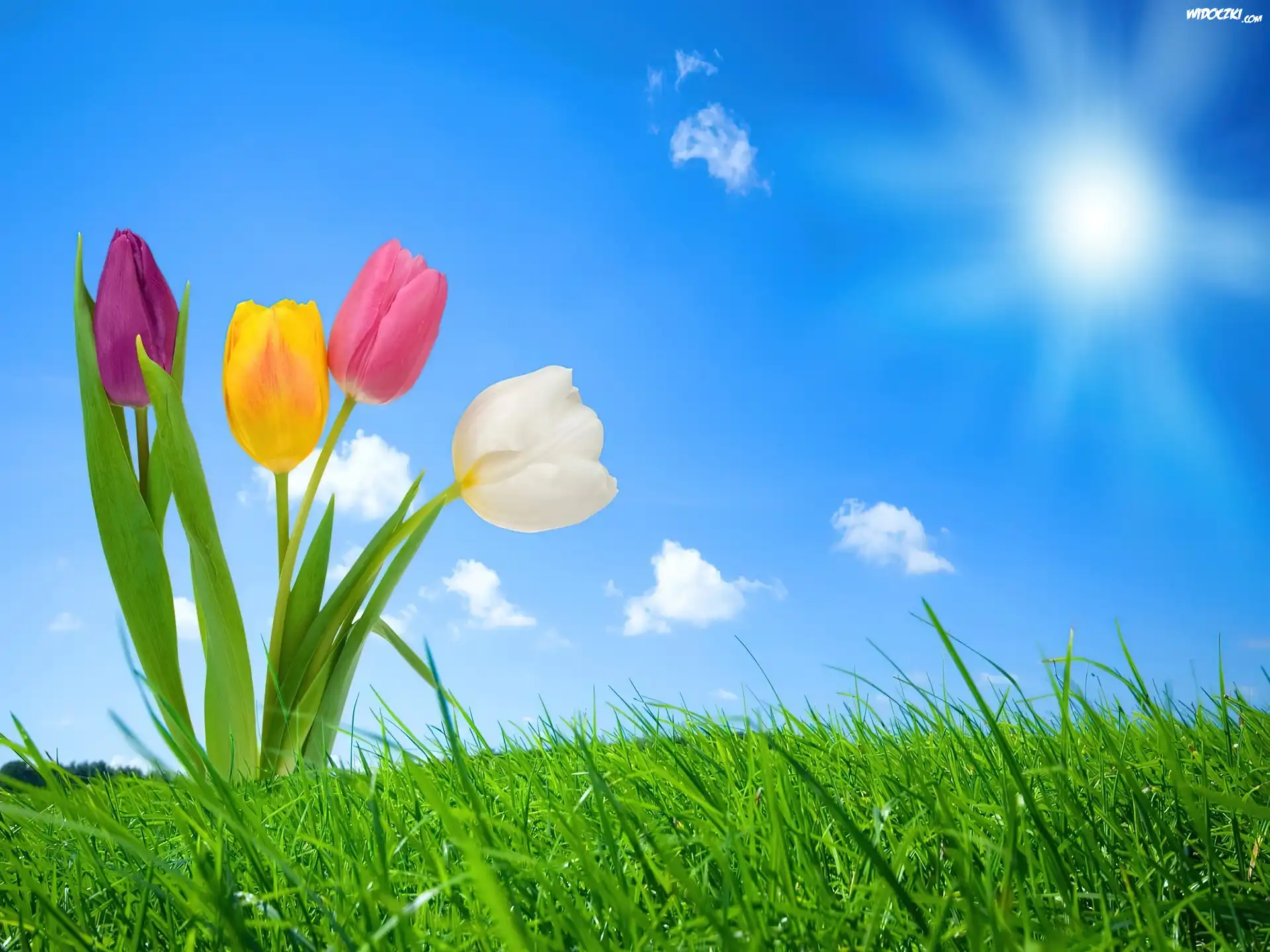Łąka, Tulipany