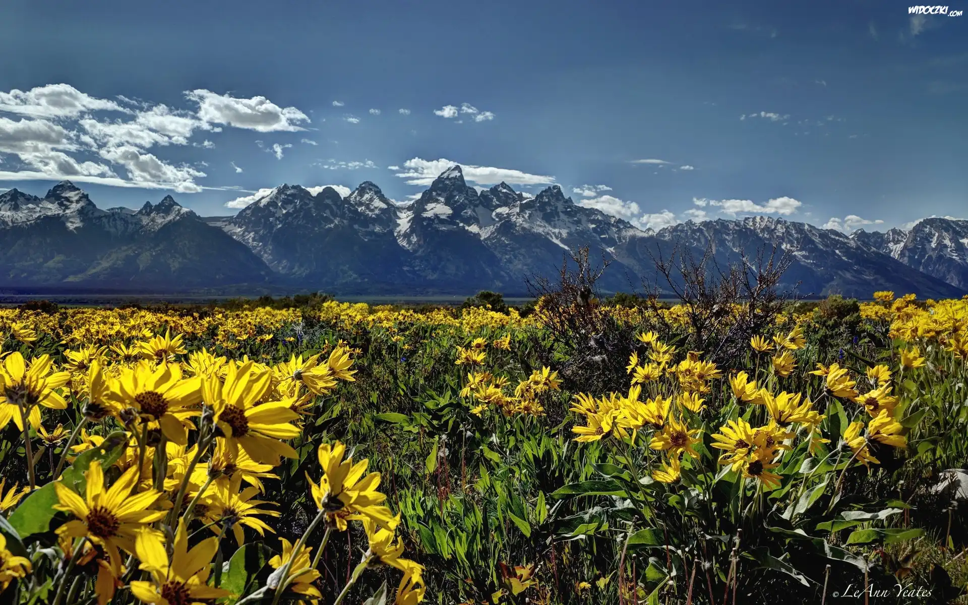 Stany Zjednoczone, Stan Wyoming, Park Narodowy Grand Teton, Góry, Kwiaty, Łąka