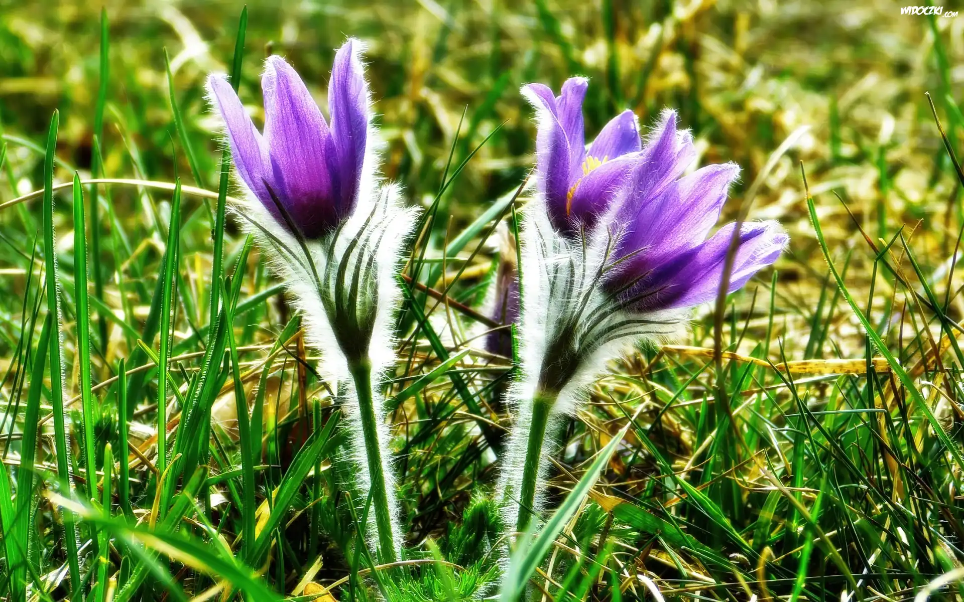 Sasanki, Łąka, Wiosna